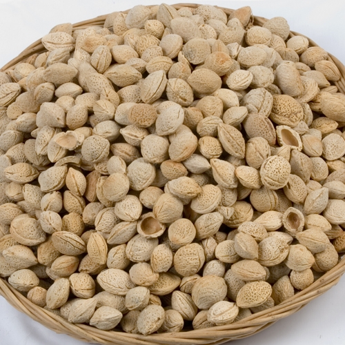 매실사랑 청매실 씨앗 5kg