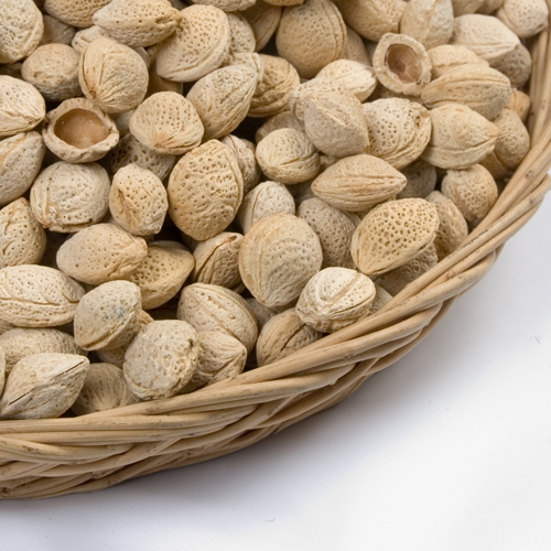 매실사랑 청매실 씨앗 3kg